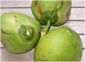 Xanadu Coconut