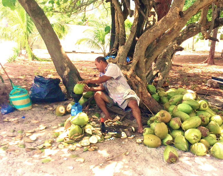 Xanadu Coconut