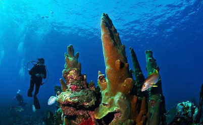 San Pedro Ambergris Caye Diving Vacation Package